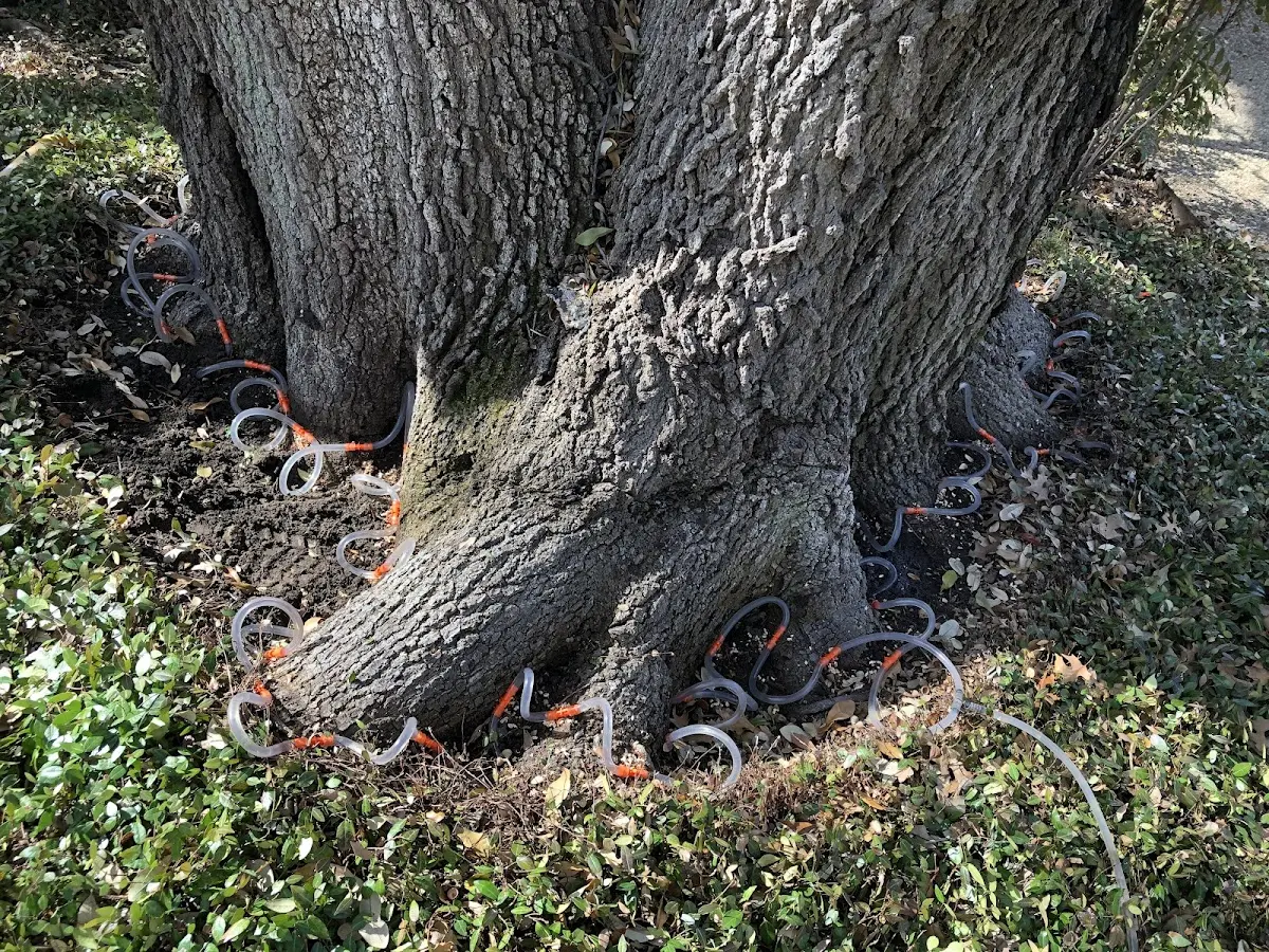 Detailed Shrub and Hedge Trimming job site in San Manuel