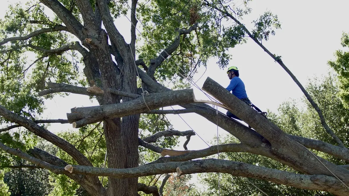 Professional Hazardous Tree Removal performed by certified arborists in San Manuel