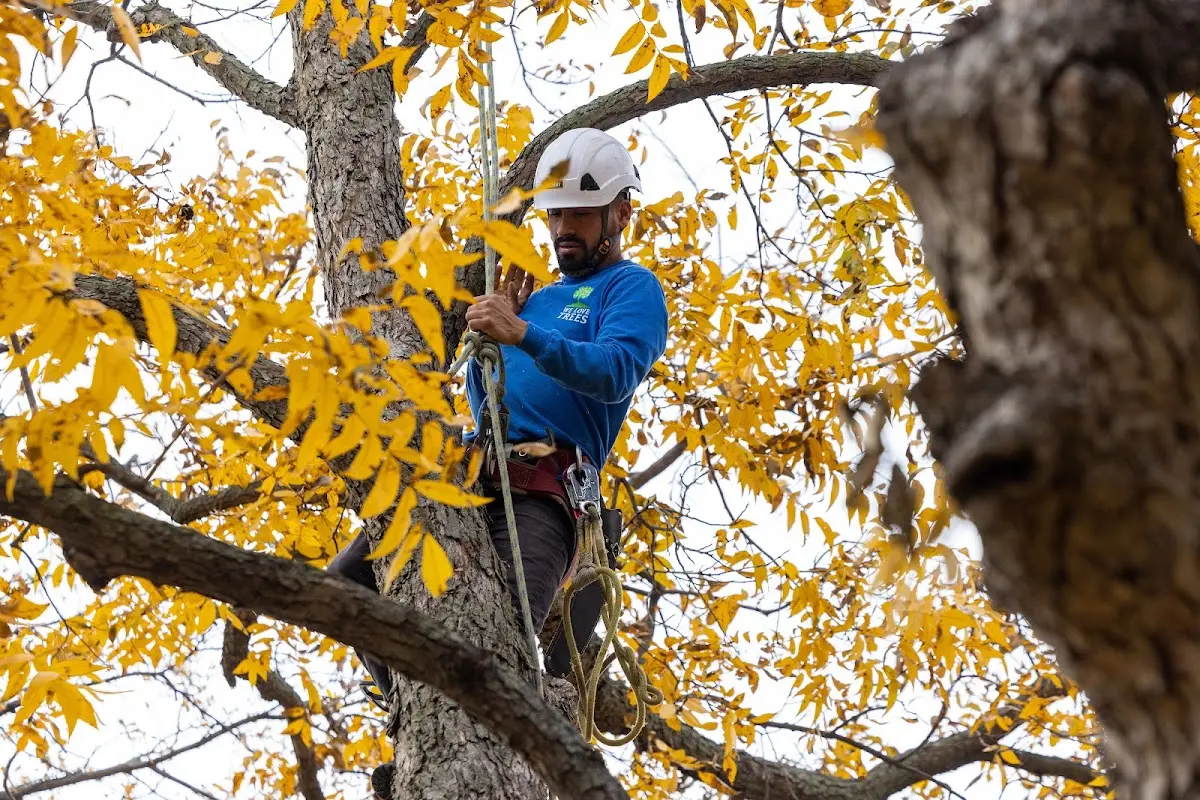Skilled Tree Planing crew working in San Manuel